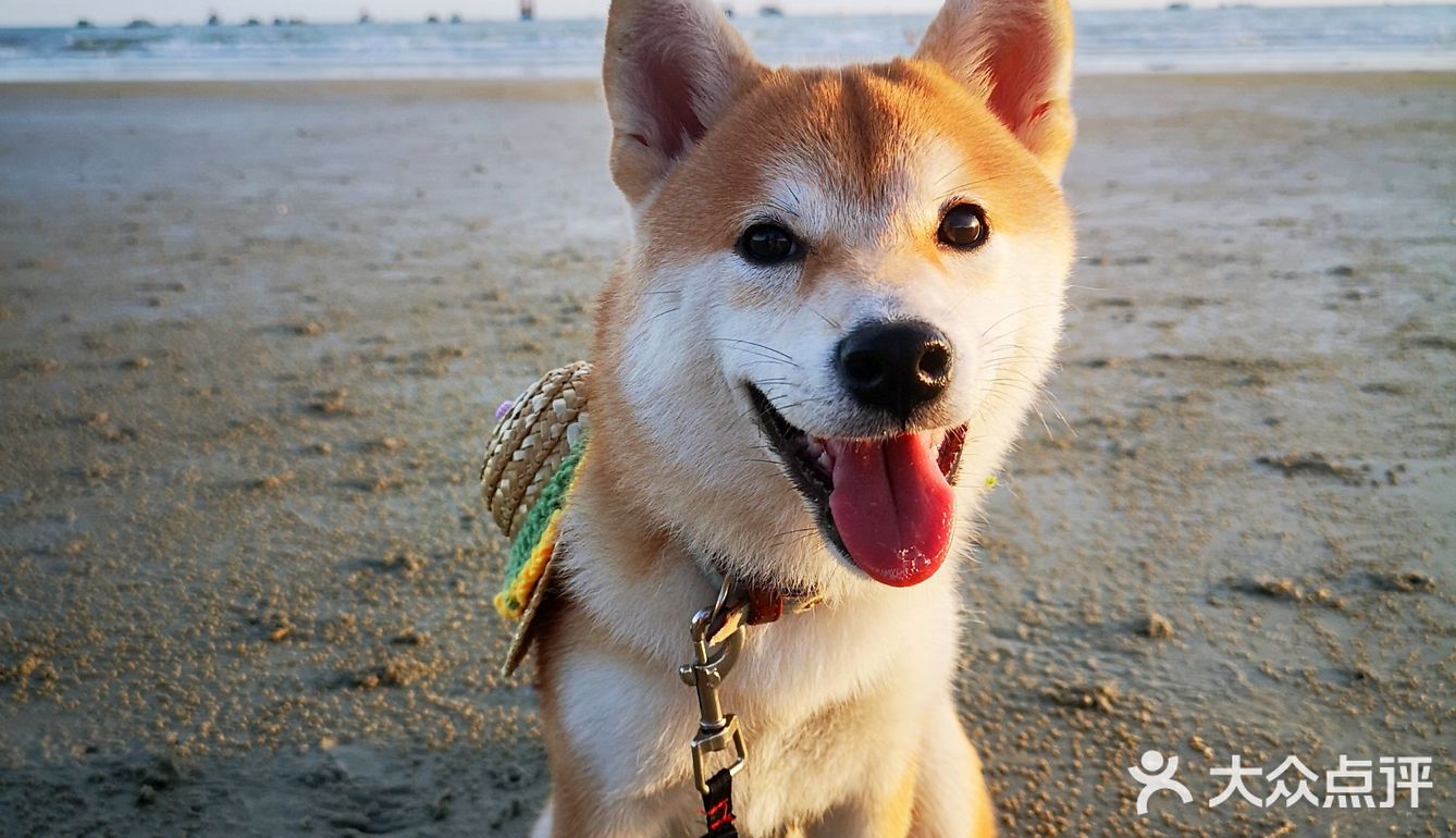 Go！[加油]「侨港海滩🏖️」汪界“辛巴”到此一游🐶🐶🐶