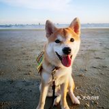 Go！[加油]「侨港海滩🏖️」汪界“辛巴”到此一游🐶🐶🐶