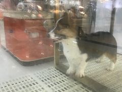 -乐宠宠物店(世纪金源店)