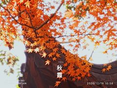 -秋霞圃