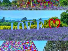 -紫颐香薰山谷景区