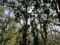 -中国科学院西双版纳热带植物园
