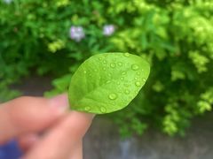 -石塘人家