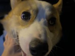 -翊宠yipet猫狗购宠庄园犬舍•猫舍