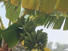 -云溪植物园