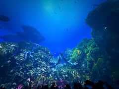 -海合安武汉极地海洋公园