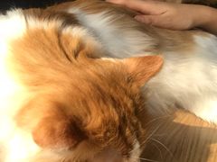 -猫的茶·猫咖
