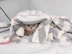 -达爱动物医院·犬猫分区·CT·复杂眼科(远洋山水分院)