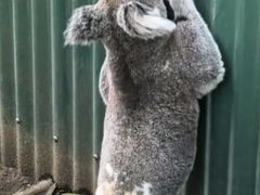 -可伦宾野生动物保护区