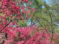 -石家庄市植物园