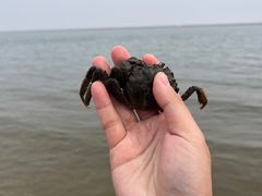 -碧海金沙