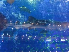 -成都浩海立方海洋公园