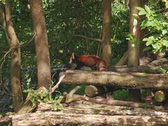 -都江堰中华大熊猫苑