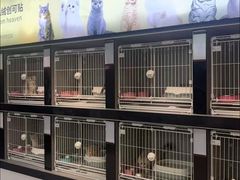 -翊宠yipet猫狗购宠庄园犬舍•猫舍