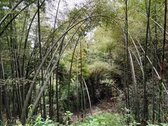 -西湖风景区十里琅珰-五云山