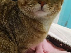 -北京观赏动物医院·24小时大型综合·猫专科·异宠专科