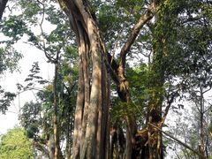 -瑞丽独树成林风景区