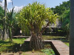 -中国科学院西双版纳热带植物园