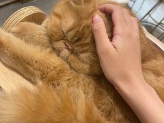 -飞行喵MR PILOT|猫舍·猫咖(静安大融城店)