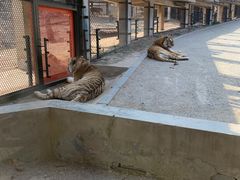 -大连森林动物园