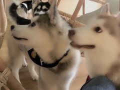 -Husky Go! 哈士奇体验馆·宠物咖啡厅狗咖
