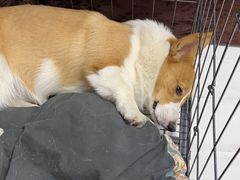 -宠福鑫康馨动物医院·骨科·眼科