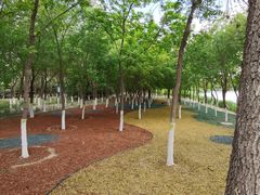 -大兴滨河森林公园