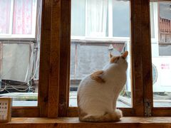 -猫的天空之城概念书店(苏州平江店)
