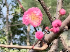 -秋霞圃