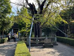 -上海佘山国家森林公园天马山园