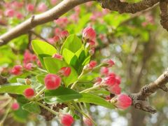 -桃花堤公园