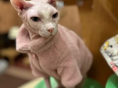 -MOCHA明星猫咖(田子坊店)