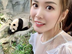 游乐设施-成都大熊猫繁育研究基地