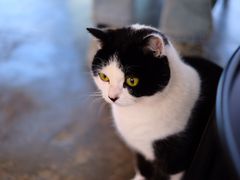 -喵屿·大理花园猫咖