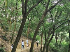 -阳台山森林公园