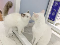 -喵的天空名猫咖啡馆·撸猫·猫舍·用品