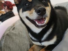 -南京Hallo宠物乐园·哈罗犬舍·柴犬繁育基地