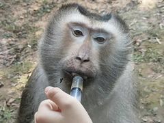 -东莞香市动物园