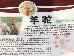 -北京鹿世界主题园