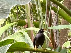 -植物园哈利亚餐厅