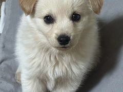 -派特宠物医院(圆融广场店)