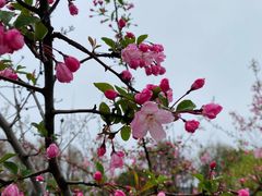 -顾村公园