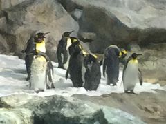 -新加坡飞禽公园