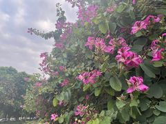 -松山湖梦幻百花洲