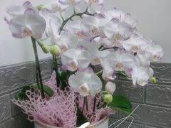 -HONGA HONGA雄家(曹路店)