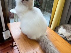 -楼上猫咖(罗湖店)