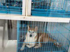 -萌兽医馆·宠物医院·猫骨科(创景店)