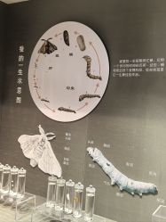 -太湖雪蚕桑文化园