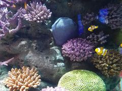 -暹罗海洋世界