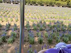 -广东花都香草世界旅游度假区
